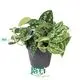 Custom satin pothos  Manufacturer | Youngplants 1