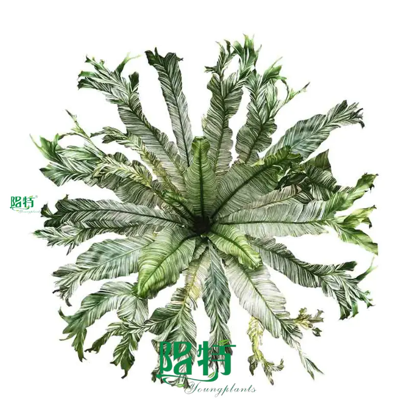 fern plant at Wholesale Prices | Youngplants 1