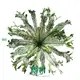 fern plant at Wholesale Prices | Youngplants 1