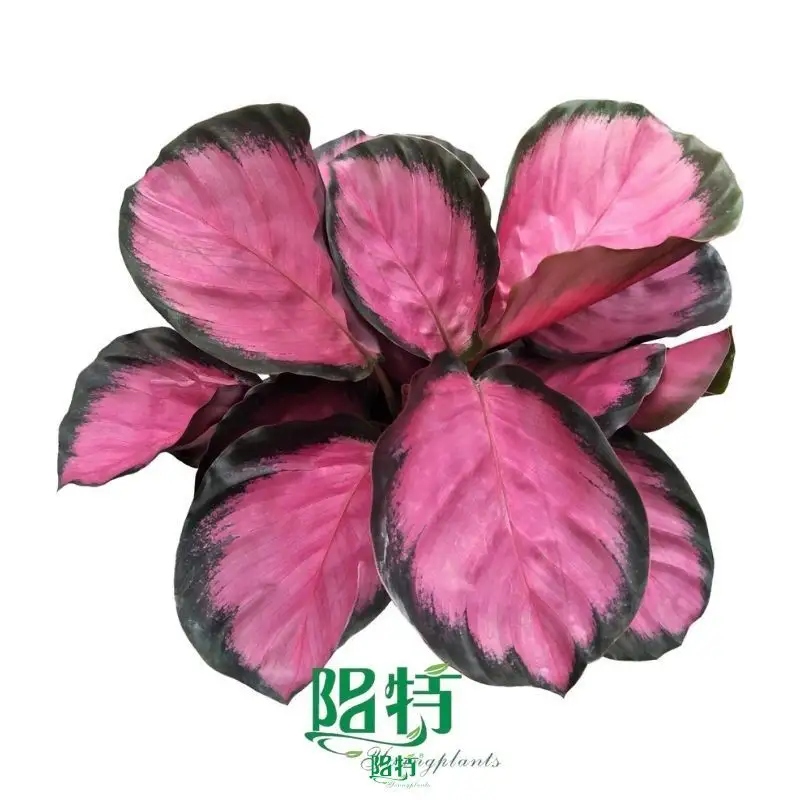 maranta at Wholesale Prices | Youngplants 1