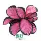 maranta at Wholesale Prices | Youngplants 1