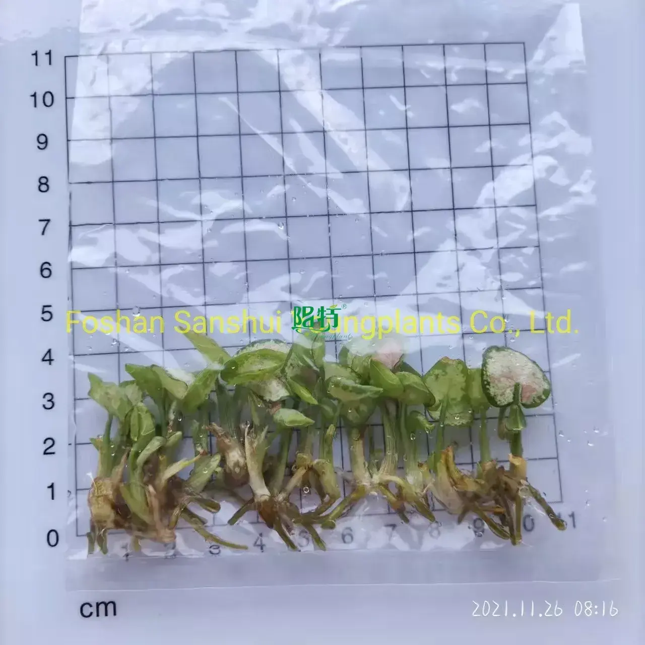 Custom syngonium types  Manufacturer | Youngplants 1