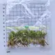 Custom syngonium types  Manufacturer | Youngplants 1