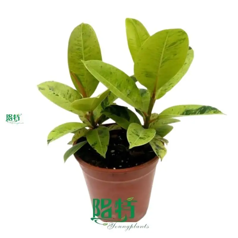 Youngplants |  ficus indoor plant care  1