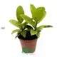 Youngplants |  ficus indoor plant care  1