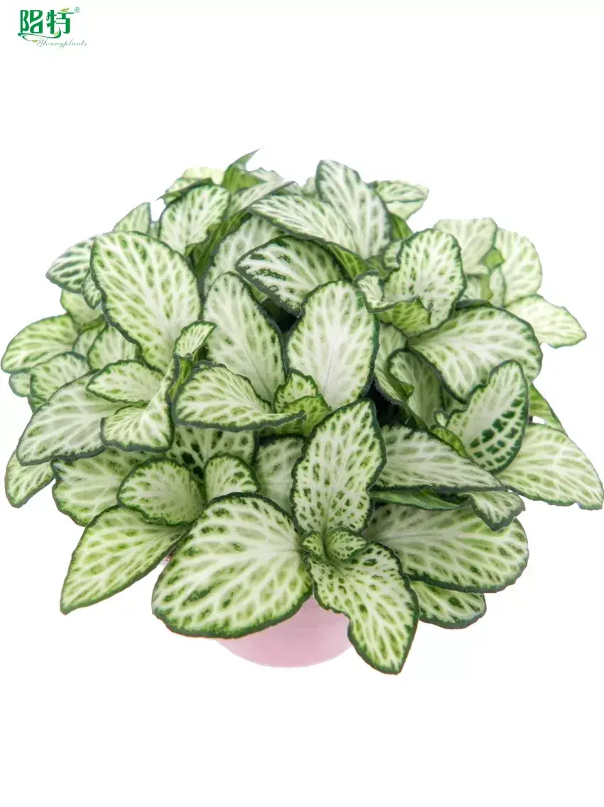 fittonia flower at Wholesale Prices | Youngplants 1