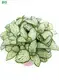fittonia flower at Wholesale Prices | Youngplants 1