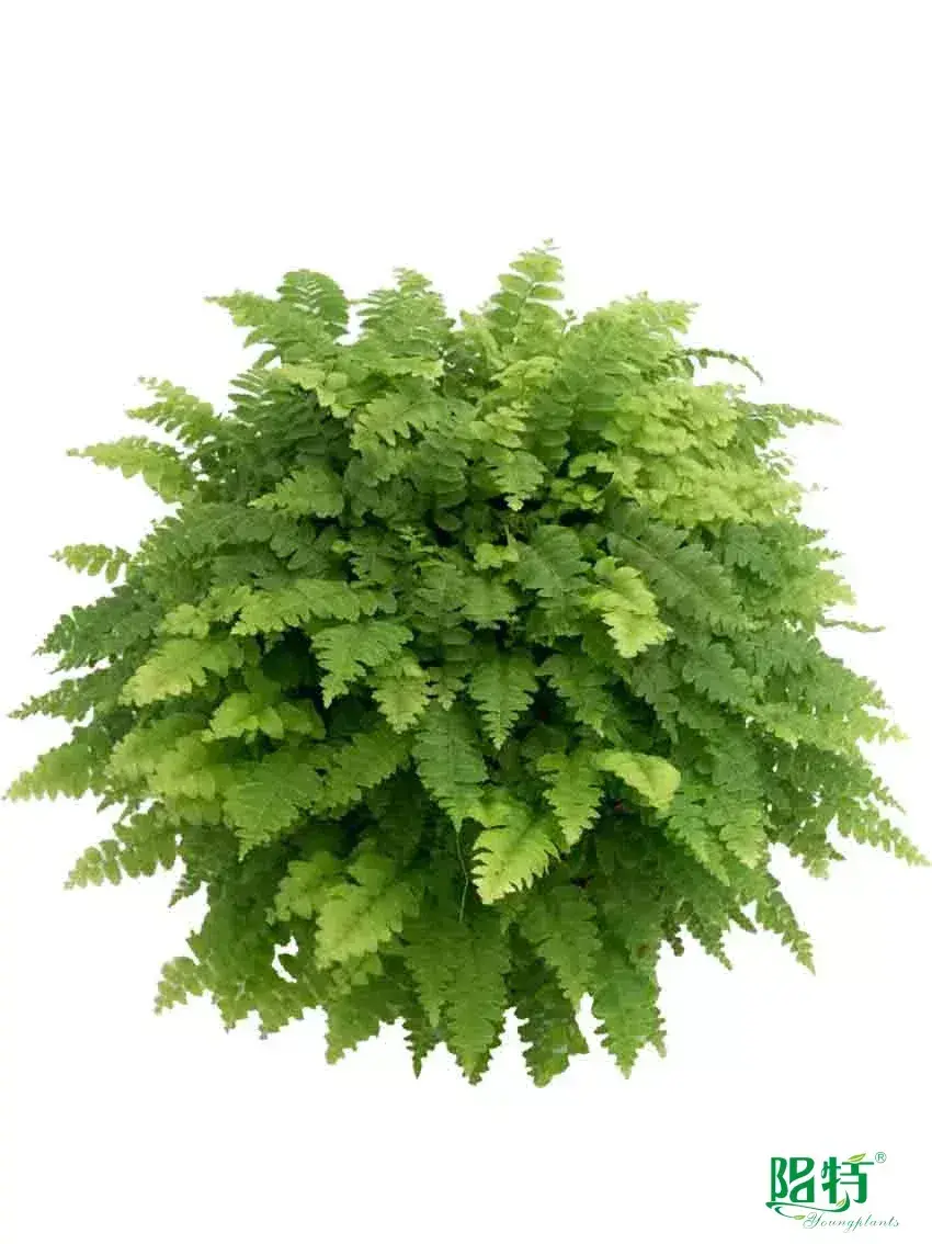 Youngplants |  fern propagation  1