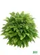 Youngplants |  fern propagation  1
