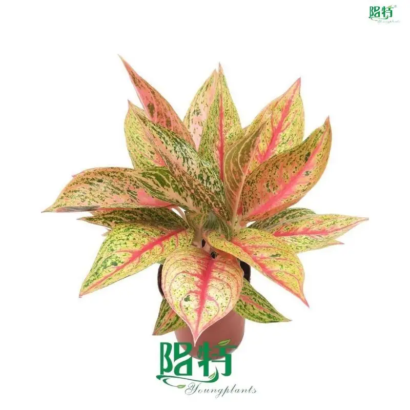  aglaonema plant care  | Youngplants 1