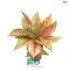  aglaonema plant care  | Youngplants 1