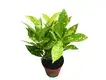 codiaeum at Wholesale Prices | Youngplants 1