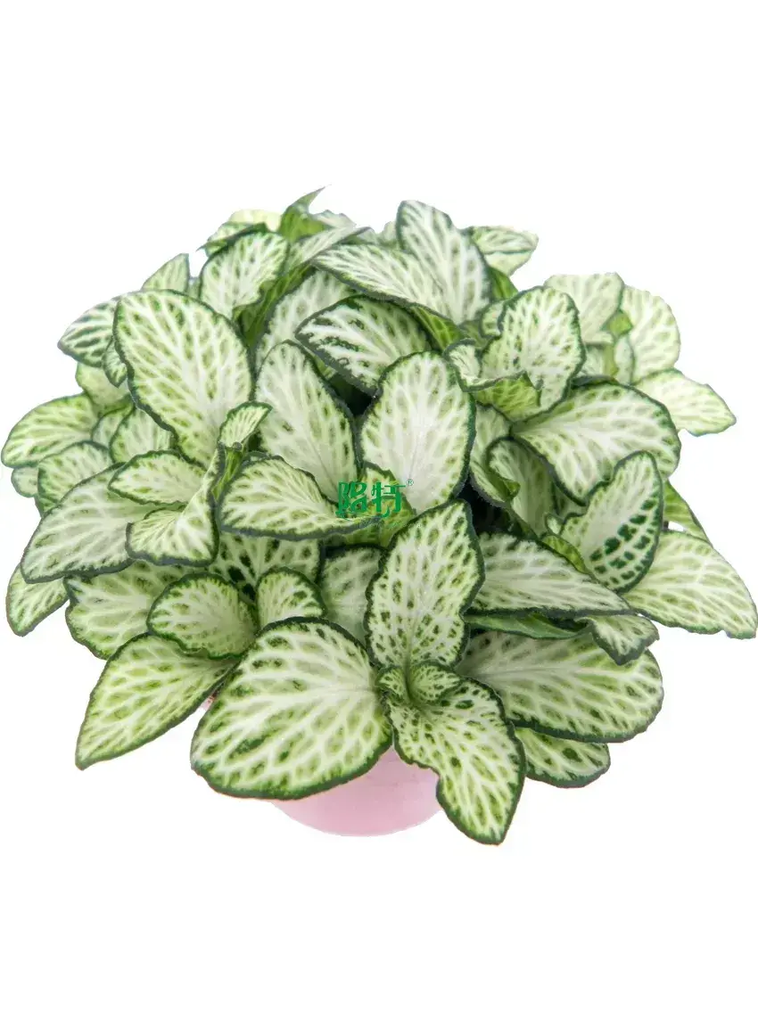 Custom red nerve plant  Manufacturer | Youngplants 1