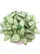 Custom red nerve plant  Manufacturer | Youngplants 1