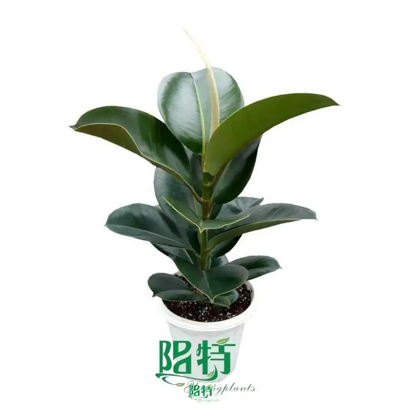 Youngplants |  ficus bonsai care  1