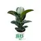 Youngplants |  ficus bonsai care  1