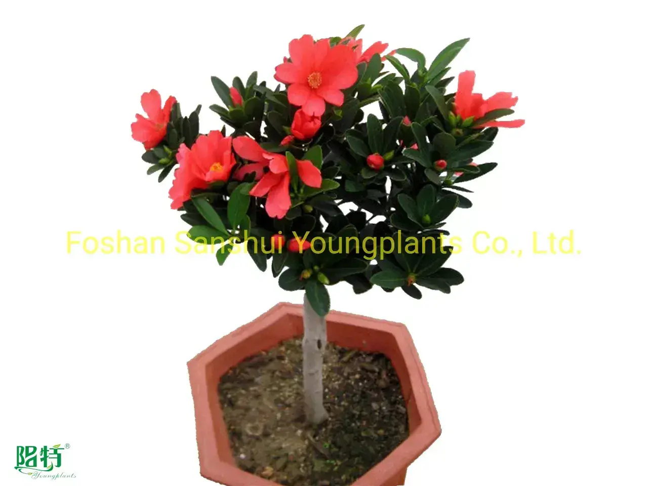 Custom croton codiaeum variegatum  Manufacturer | Youngplants 1