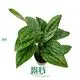 Custom monstera wholesale  Manufacturer | Youngplants 1