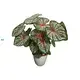 Custom scindapsus plant  Manufacturer | Youngplants 1