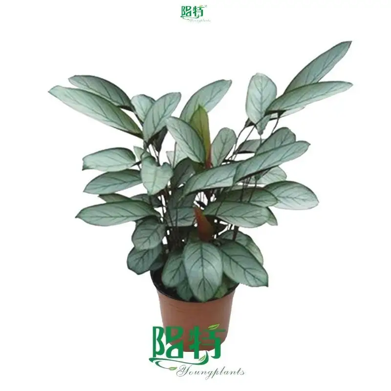 stromanthe sanguinea at Wholesale Prices | Youngplants 1