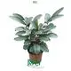 stromanthe sanguinea at Wholesale Prices | Youngplants 1