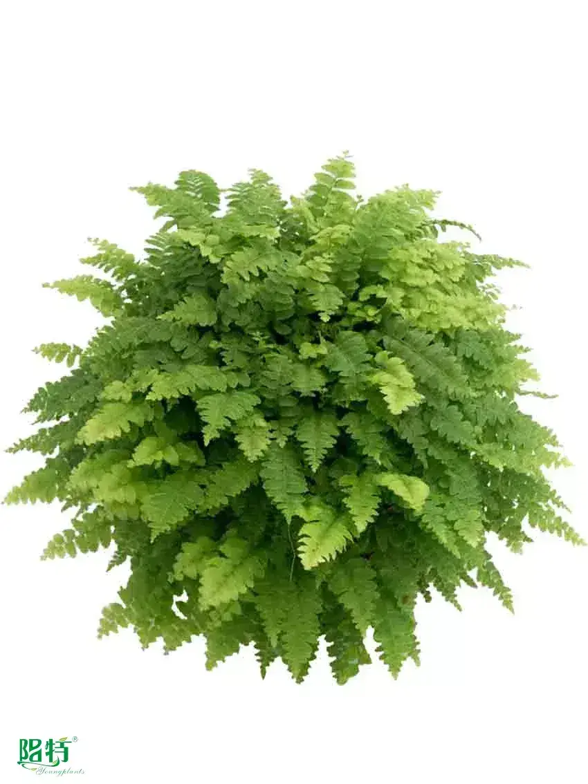 Custom plant plugs  Manufacturer | Youngplants 1