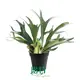 lady fern at Wholesale Prices | Youngplants1 1