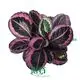  calathea prayer plant  | Youngplants 1