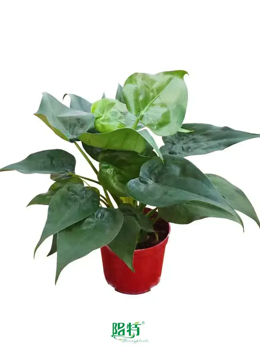 Custom black alocasia  Manufacturer | Youngplants 1