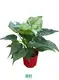 Custom black alocasia  Manufacturer | Youngplants 1