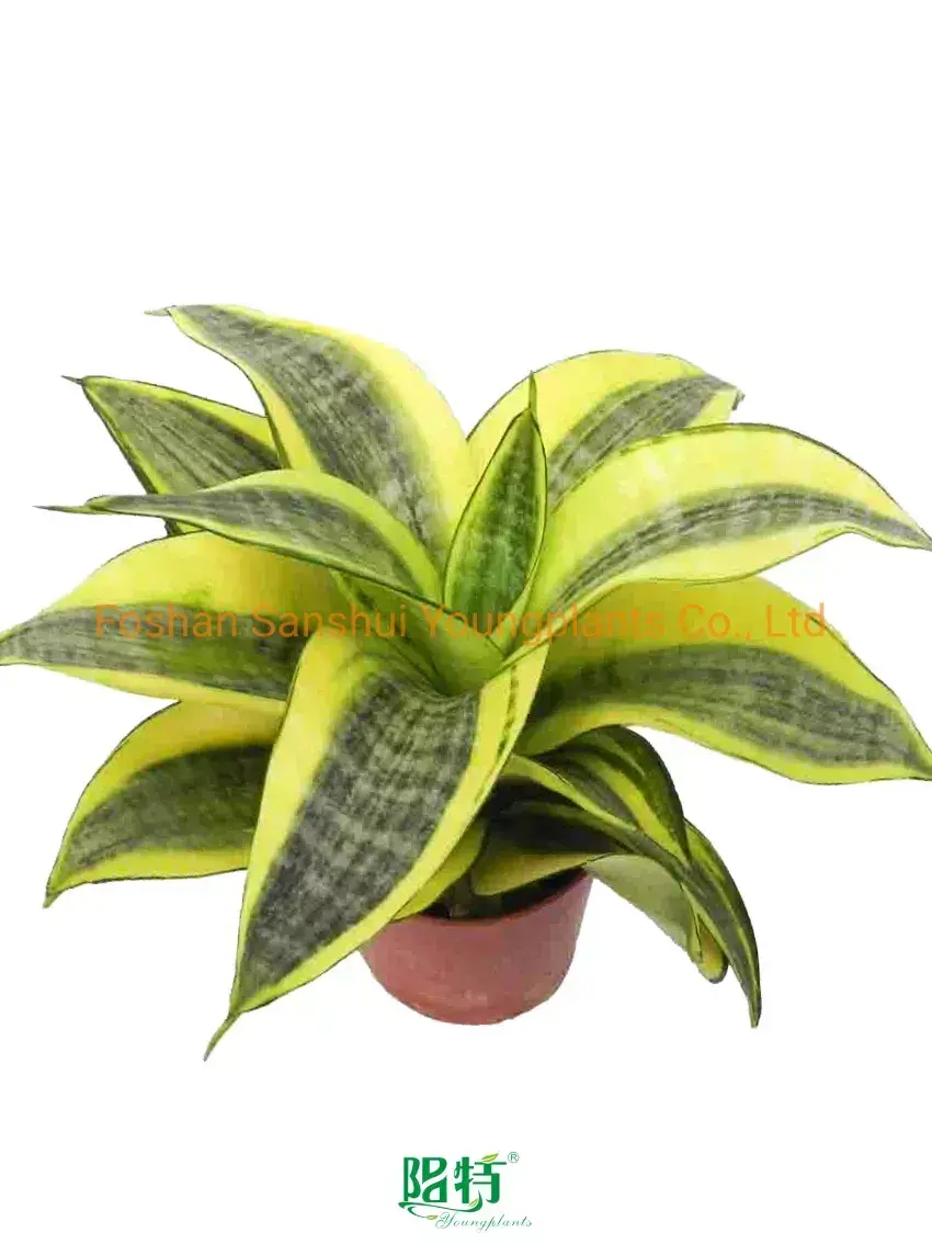 Youngplants |  plants sell in trays  1
