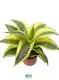 Youngplants |  plants sell in trays  1