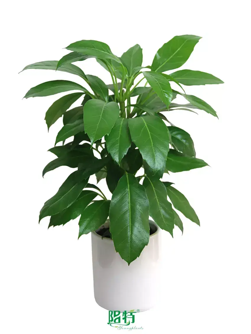 Custom schefflera types  Manufacturer | Youngplants 1