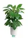 Custom schefflera types  Manufacturer | Youngplants 1