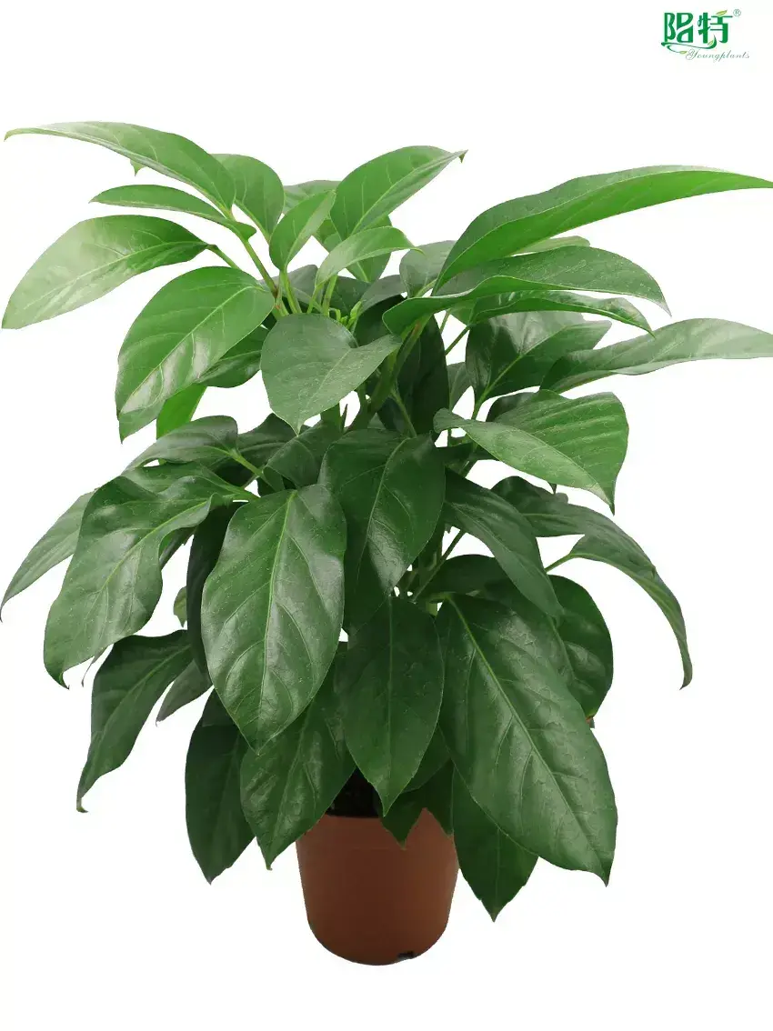Custom schefflera actinophylla  Manufacturer | Youngplants 1