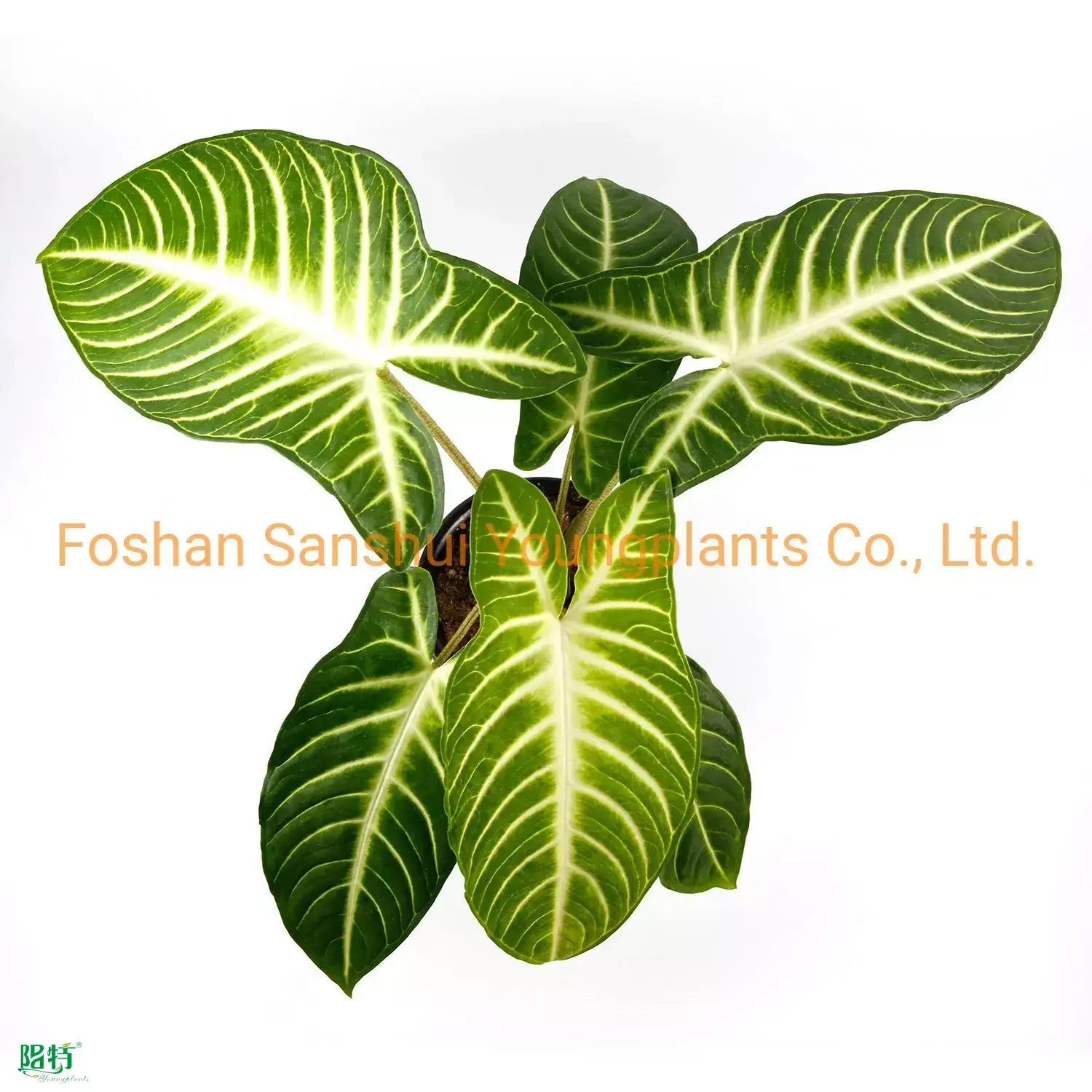 Youngplants |  Wholesale young plant  1