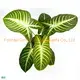 Youngplants |  Wholesale young plant  1