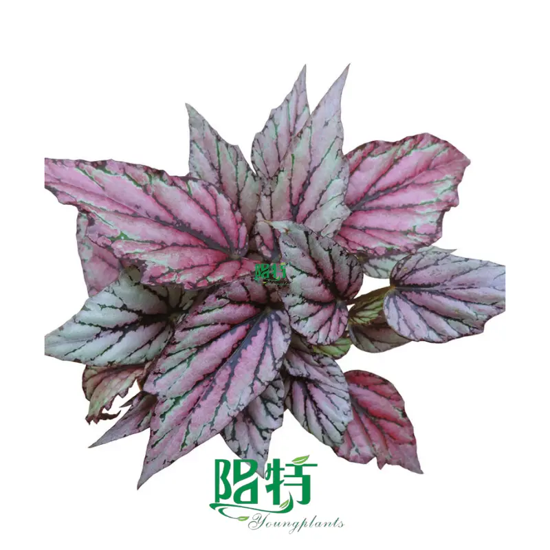  begonia rex  | Youngplants1 1