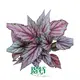  begonia rex  | Youngplants1 1