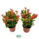 Youngplants |  Philodendron  1