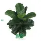  ficus bonsai tree for sale  | Youngplants1 1
