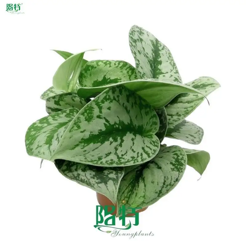  satin pothos care  | Youngplants 1