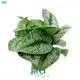  satin pothos care  | Youngplants 1