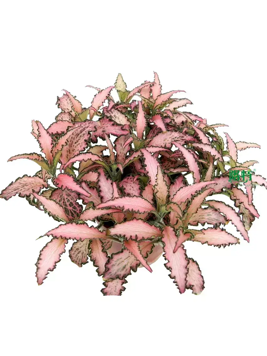 Custom fittonia soil mix  Manufacturer | Youngplants 1