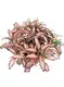 Custom fittonia soil mix  Manufacturer | Youngplants 1