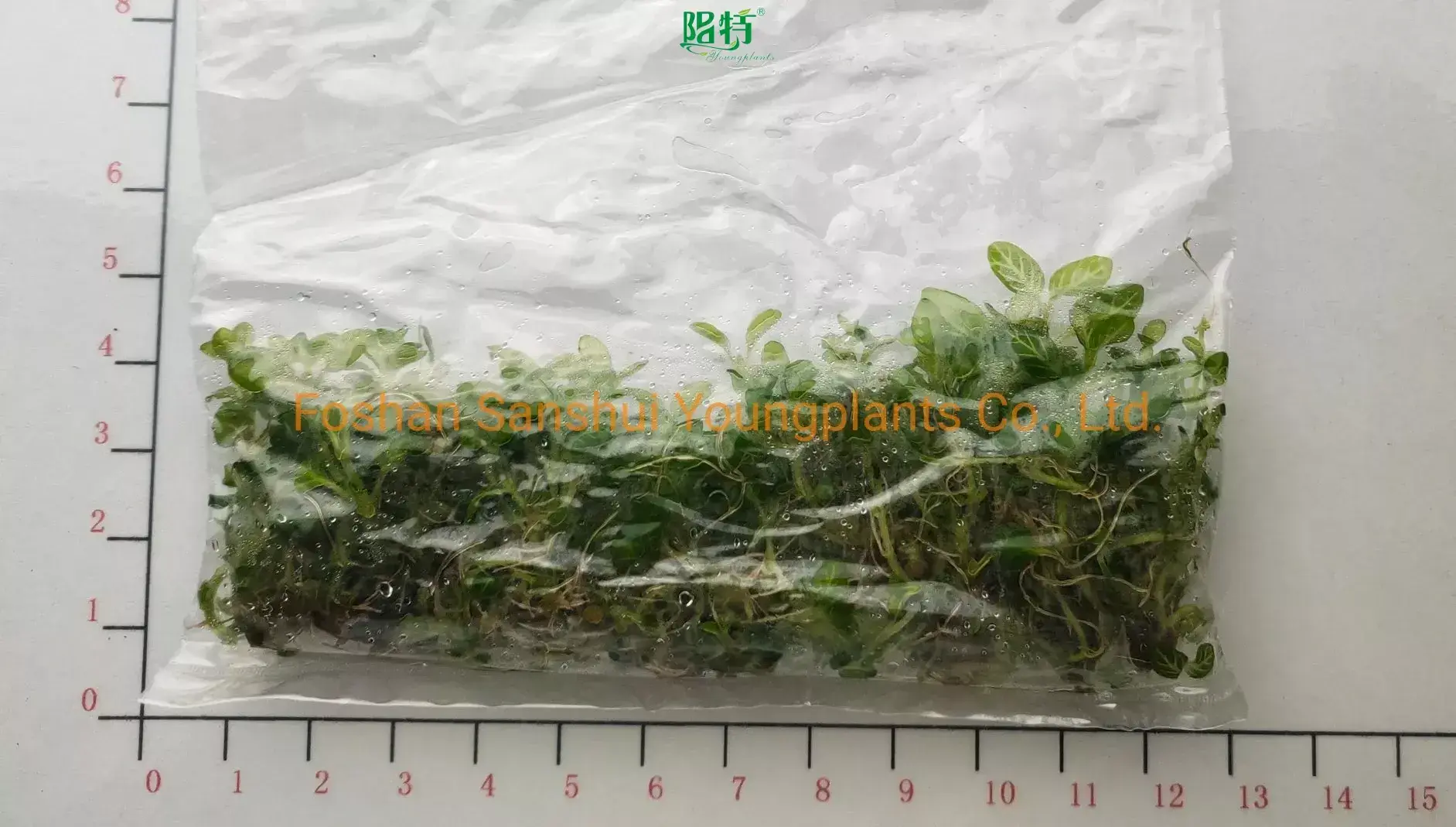  fittonia argyroneura care  | Youngplants1 1