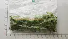  fittonia argyroneura care  | Youngplants1 1