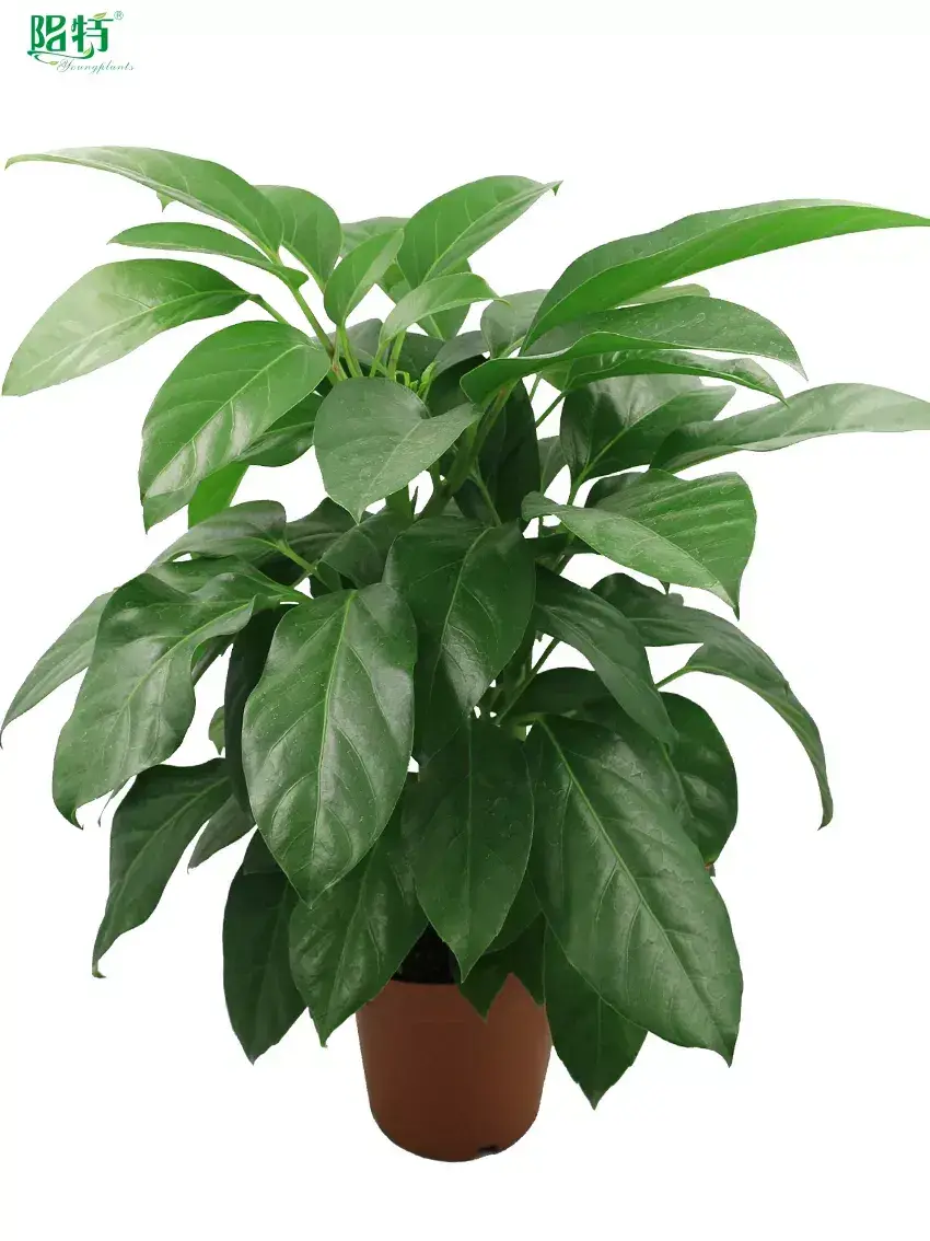  schefflera houseplant  | Youngplants 1