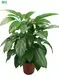  schefflera houseplant  | Youngplants 1