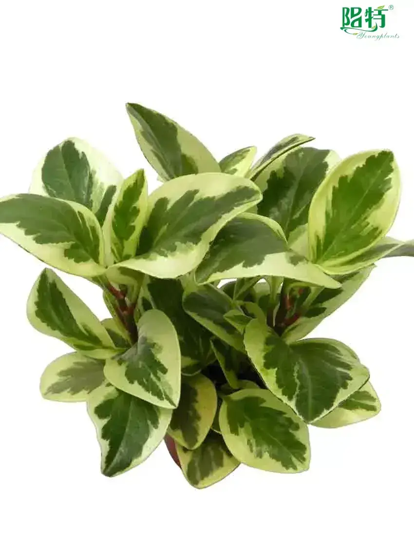 variegated peperomia obtusifolia at Wholesale Prices | Youngplants 1